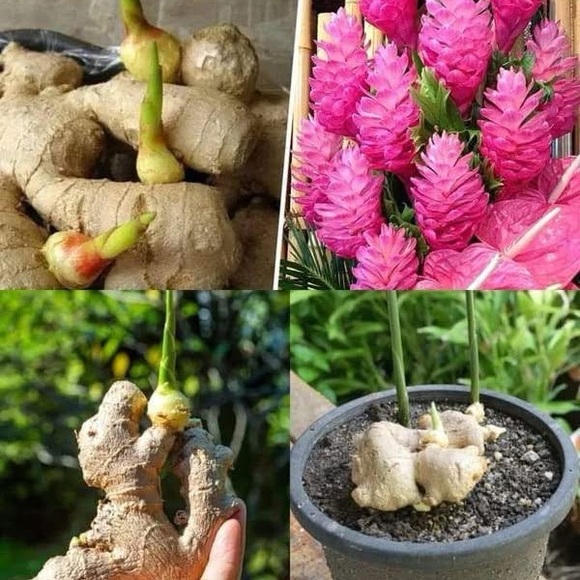 Random Closet Pulls - Picture 3 of 4